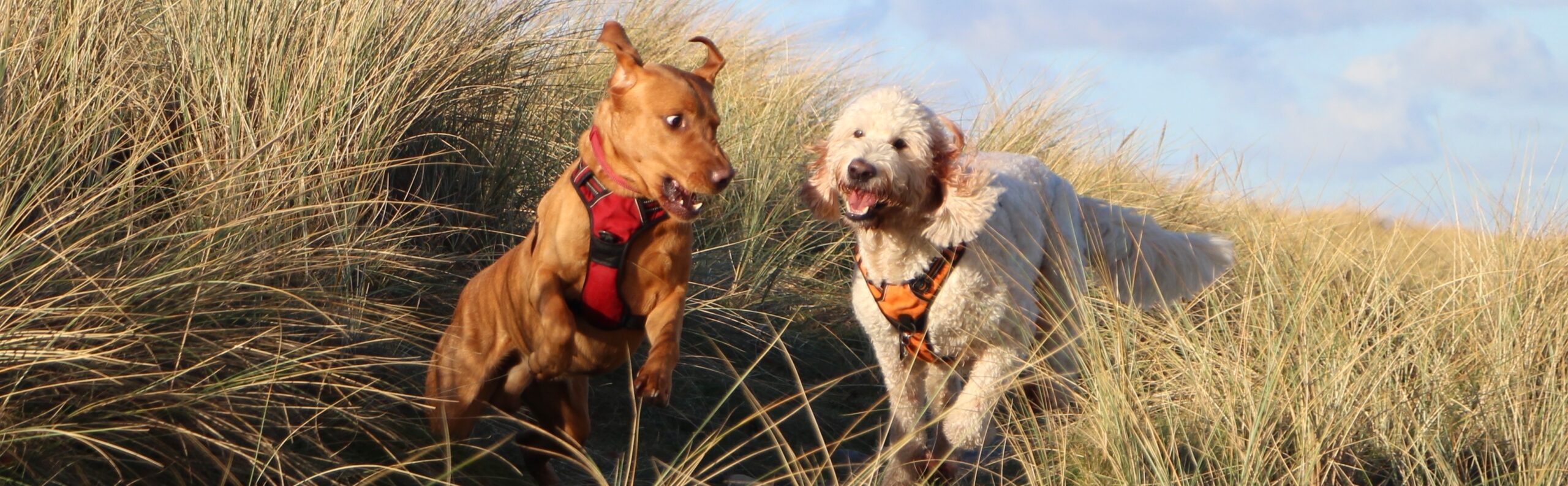 Fox red labrador and goldendoodle