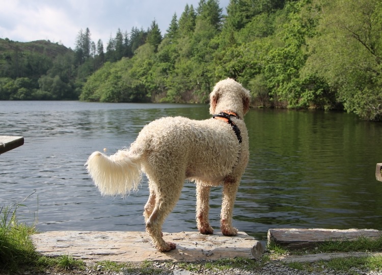 coed-hafrod_llyn_1 Lake at Coed Hafod y Llyn