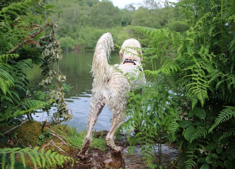 coed_hafod_y_llyn_3 goldendoodle at Coed Hafod y Llyn