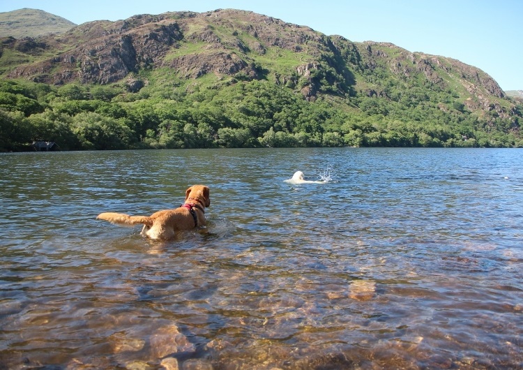 llyn dinas 2 Dogs swimming in Llyn Dinas
