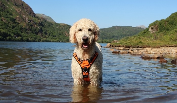 goldendoodle standing in Llyn Dinas