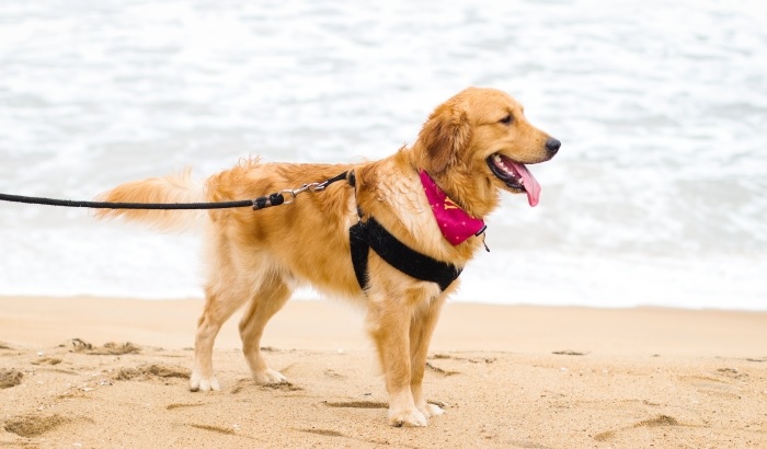 dog on lead at beach