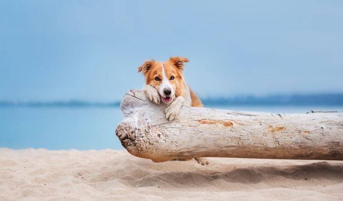 Lone dog on log at the beach